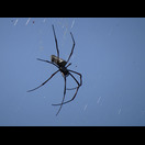 Eine große Spinne in einem Netz zwischen Telefondrähten